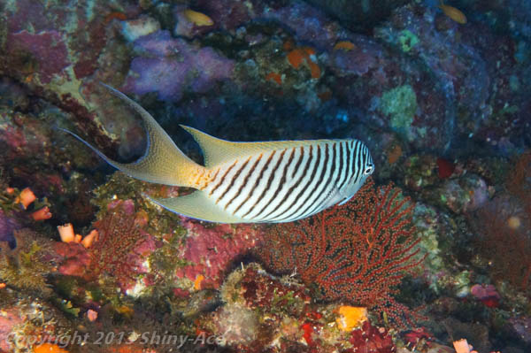 Spotbreast angelfish