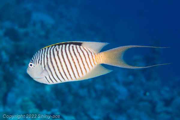 Zebra angelfish