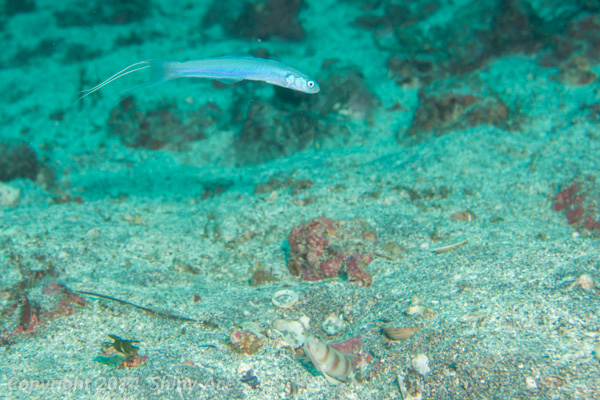 Threadfin dartfish