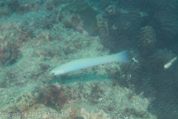 Monofin dartfish