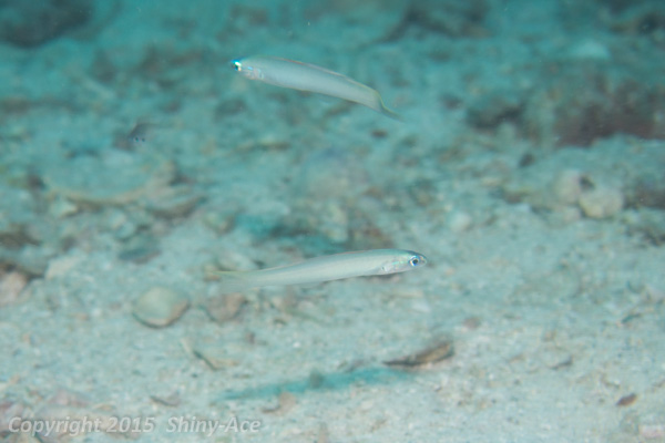 Monofin dartfish