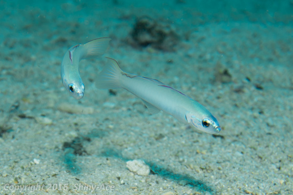 Pearly dartfish