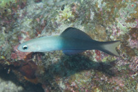 Twotone dartfish