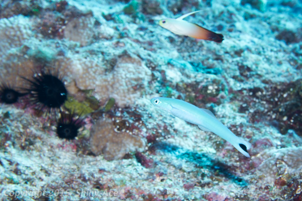 Blacktail dartfish