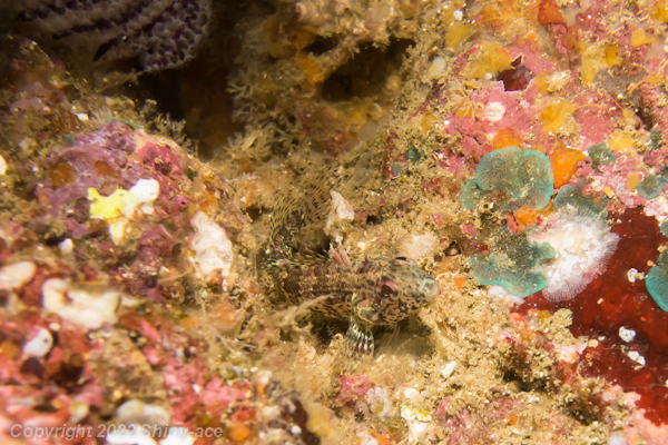 Throatspotted blenny