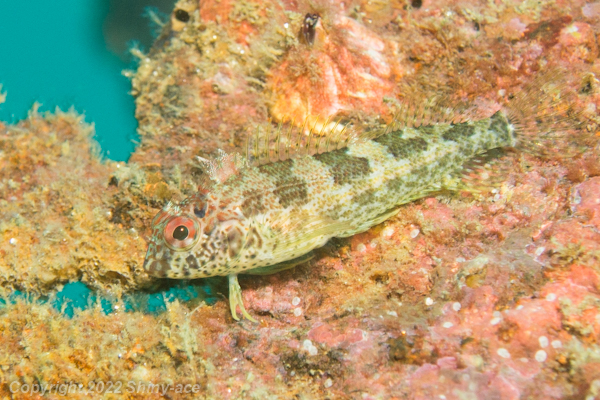 Throatspotted blenny