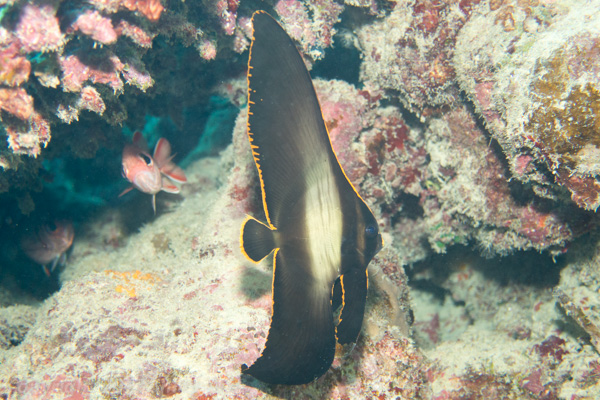Pinnate spadefish