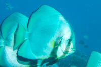 Circular spadefish