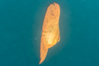 Circular spadefish: Juvenile