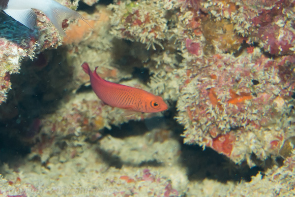 Oblique-lined dottyback