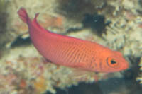 Oblique-lined dottyback 