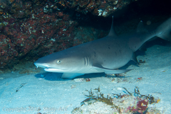 Whitetip reef shark