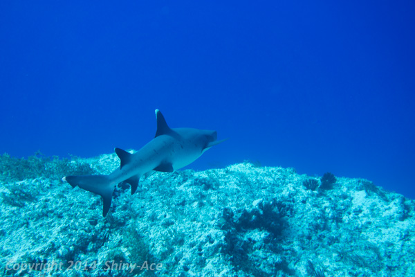 Whitetip reef shark