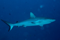 Gray-reef shark