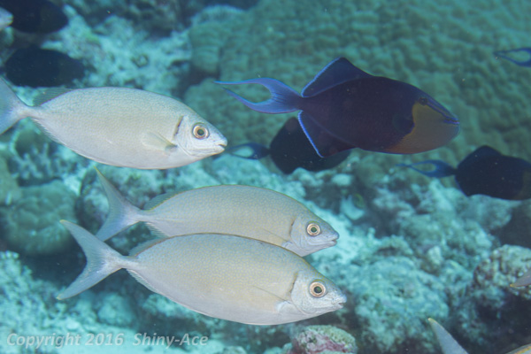 Redtoothed triggerfish