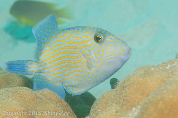 Blueline triggerfish