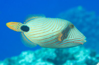 Orange-lined triggerfish