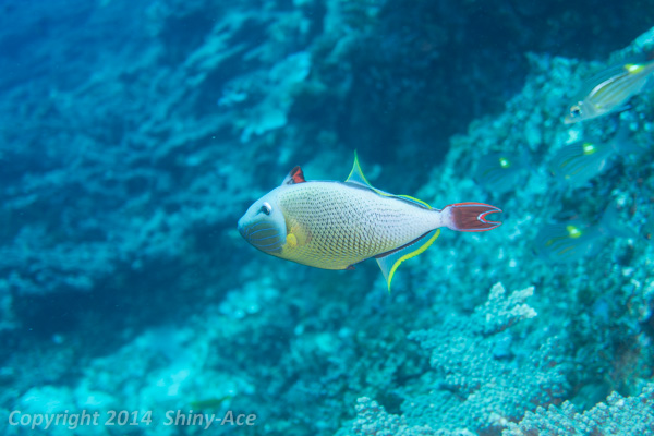 Redtail triggerfish