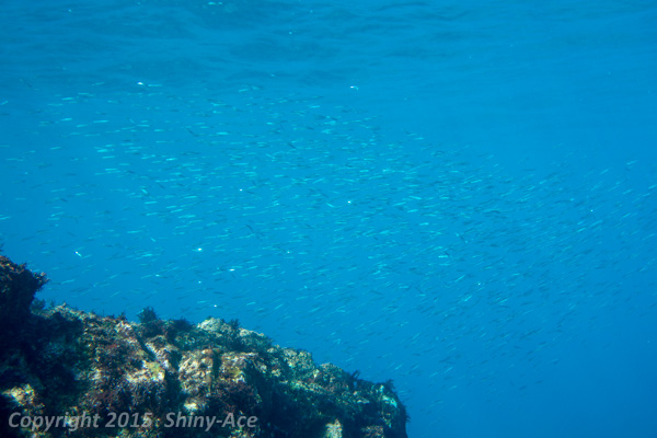 Silver-stripe round herring