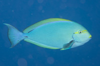 Elongate surgeonfish