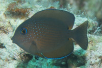 Twospot surgeonfish