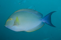 Yellowfin surgeonfish