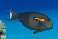 Orangespot surgeonfish