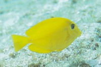 Orangespot surgeonfish: Juvenile