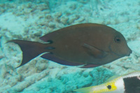 Brown surgeonfish