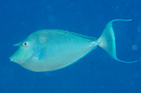 Bluespine unicornfish