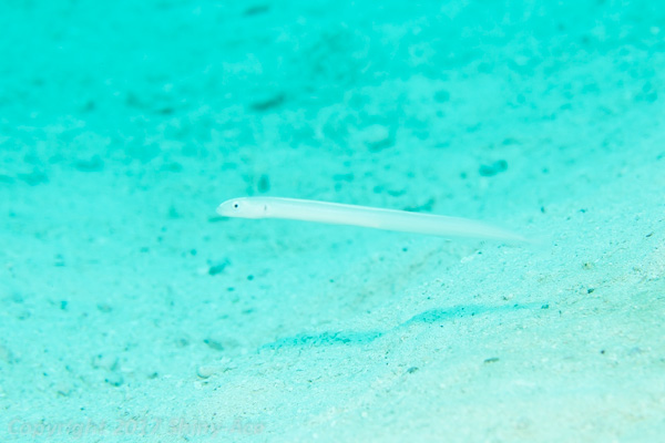 Onespot wormfish