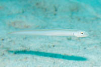Onespot wormfish