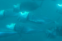 Long-jawed mackerel