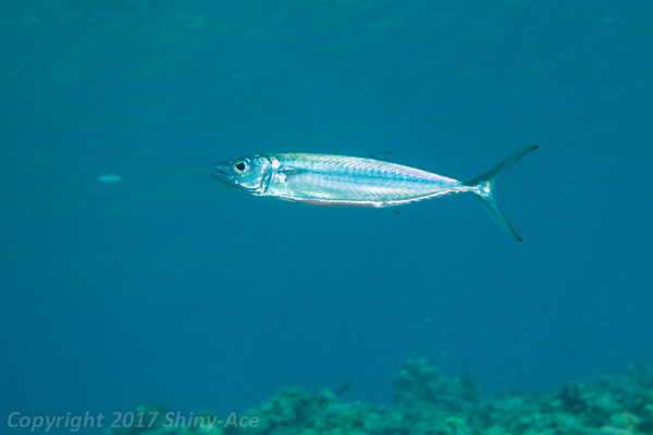 Double-lined mackerel