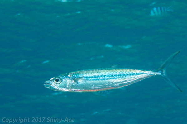 Double-lined mackerel