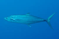 Narrow-barred spanish mackerel 