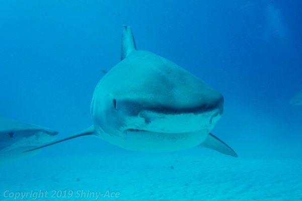 Tiger shark