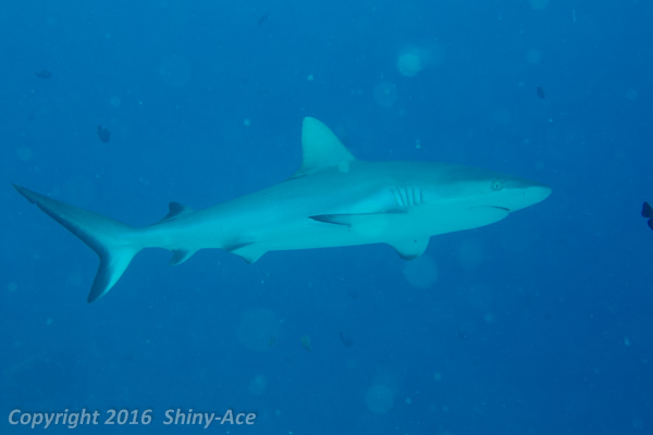 Gray-reef shark 