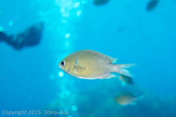 Yellow speckled chromis