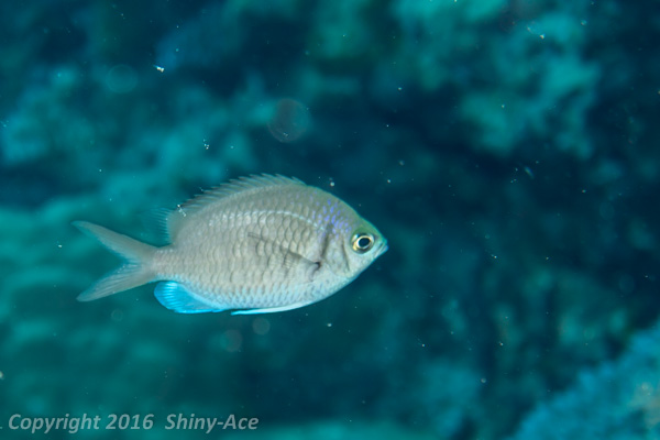 Yellow speckled chromis