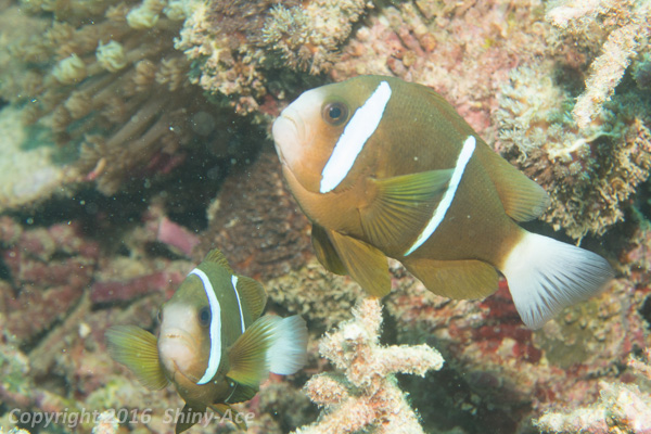 Barrierreef anemonefish