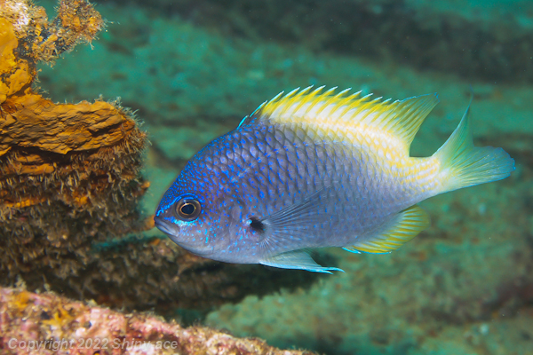Blue and yellow chromis