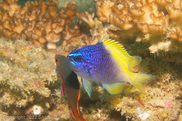 Blue and yellow chromis