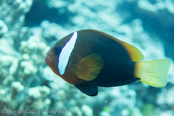 Dusky anemonefish