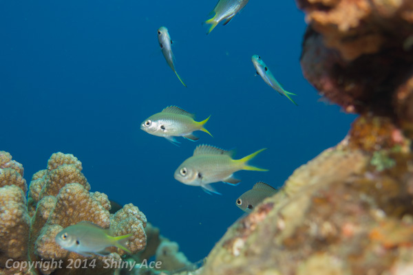 Yellow-spotted chromis