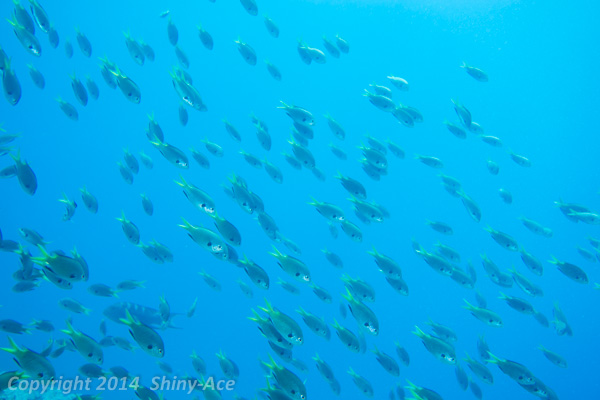 Yellow-spotted chromis