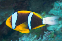 Orange-finned anemonefish