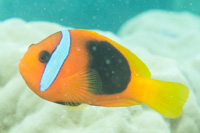 Red-and-black anemonefish