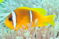 Red sea anemonefish