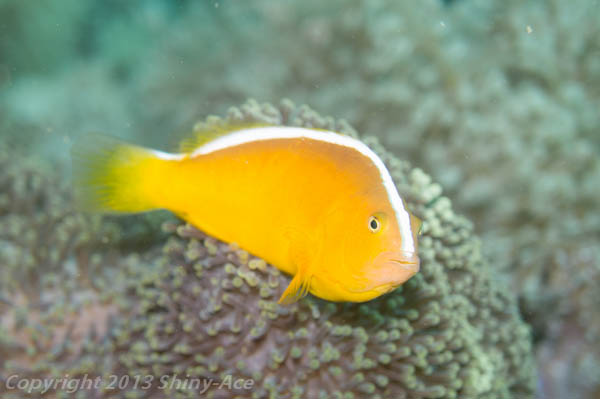 Orange Anemonefish